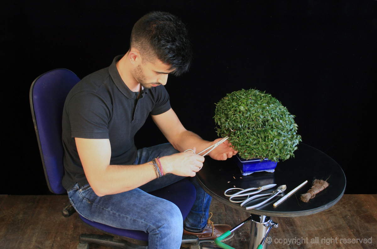 Green-T Turntable bonsai