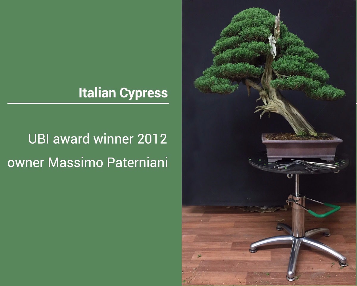 bonsai-iatalian-cypress